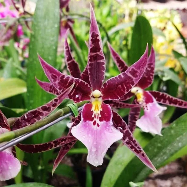 Miltassia Dagmara