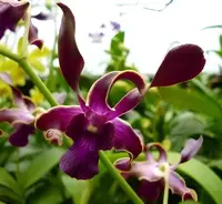 Dendrobium Sea Breeze Orchid Comes in 4" Pot