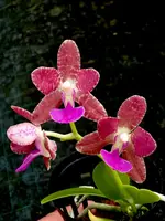 Phalaenopsis Nagasaki
