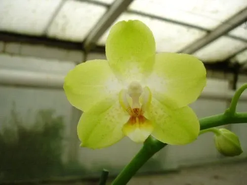Phalaenopsis Sogo Manager X Brother Lawrence