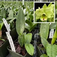 Rlc. Magic Meadow 'Napoleon' (Starter- 2.75" Pot)