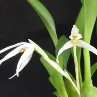 Maxillaria ochroleuca × sib 2.5" Fragrant