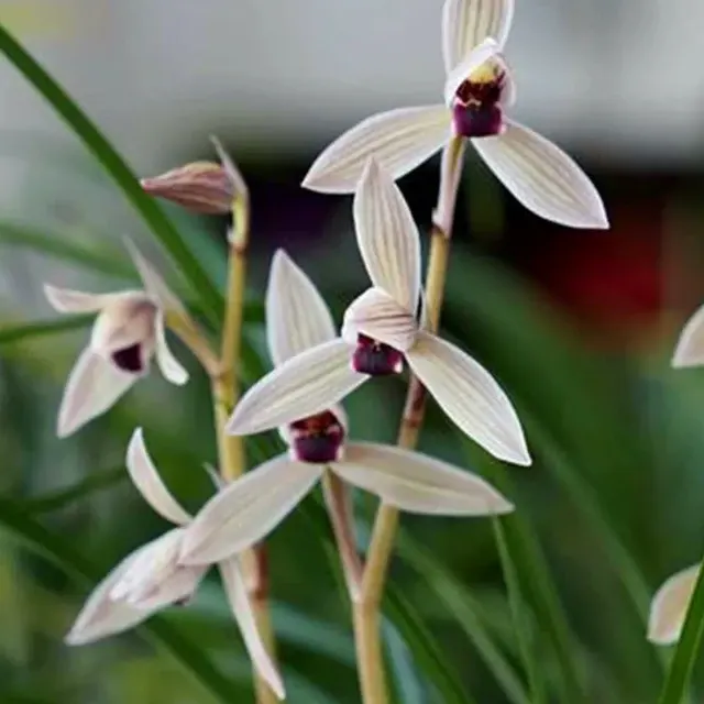 Cymbidium tortisepalum 'Dan-Ding-He' (Cymbidium)