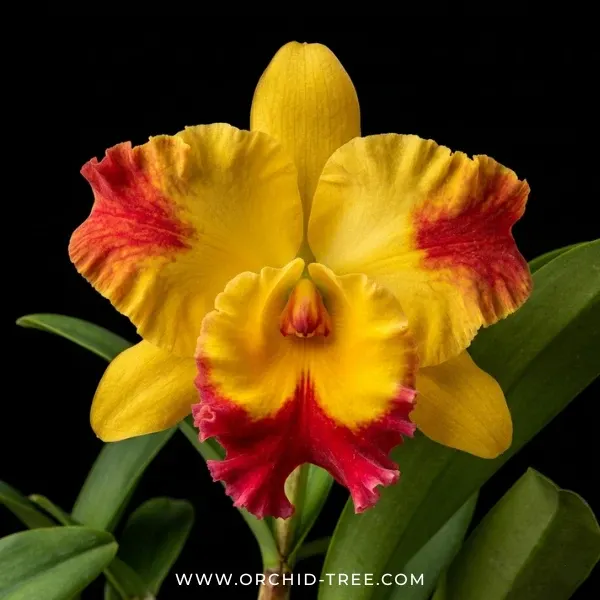 Rhyncholaeliocattleya Paithoon Fancy (Rhyncholaeliocattleya)