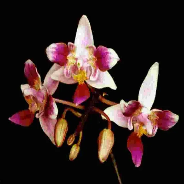 Phalaenopsis equestris sp 'Trident' (Phalaenopsis)