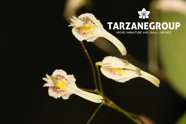 Pleurothallis carinifera (Pleurothallis)