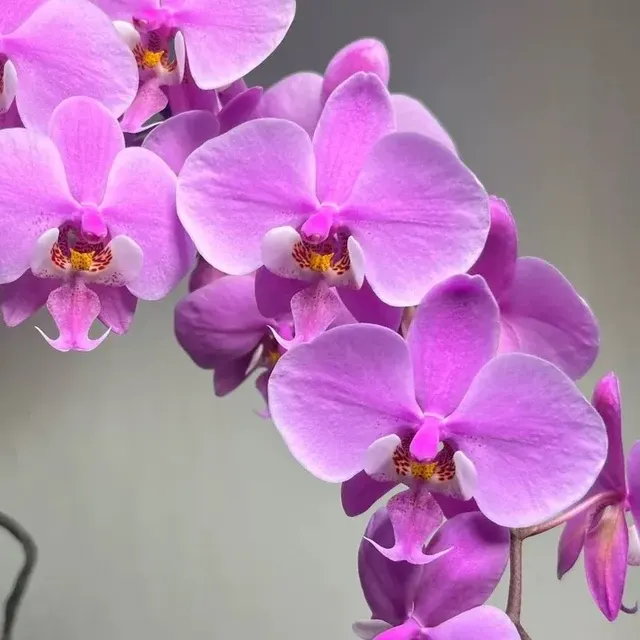 Phalaenopsis schilleriana 'SWR405'