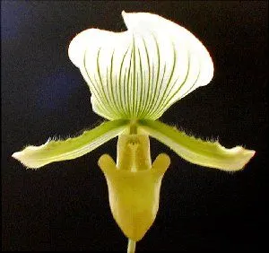 Paphiopedilum Alma Gevaert