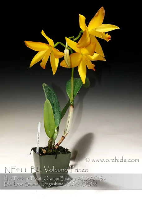 Brassolaeliocattleya Volcano Prince ', Note : Robust Grower ,' (Brassolaeliocattleya)