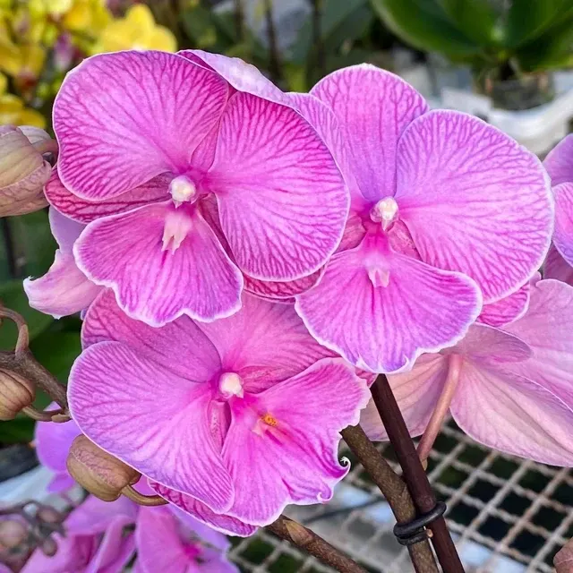 Phalaenopsis Miki Pink Planet - Big Lip '173'