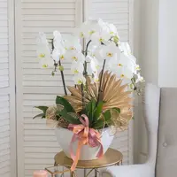 Jodie Pure White Phalaenopsis Orchid (5 stalks)
