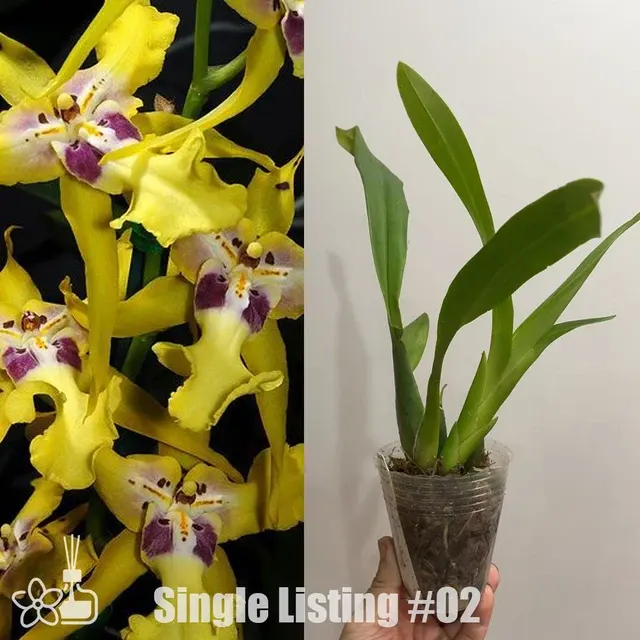 Aliceara Pacific Nova 'Hilo Star'