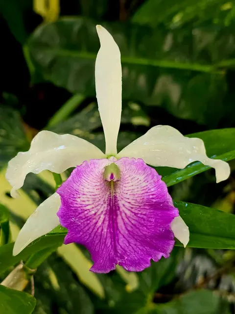 Brassocattleya Sanyo Point (Brassocattleya)