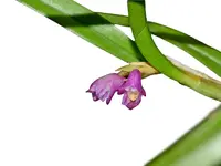 Scaphyglottis graminifolia