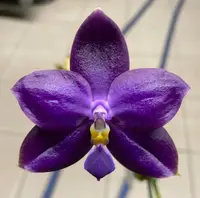 YL-64 Phalaenopsis Luedde-violacea 'YL64' AM/AOS