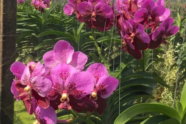 Vanda Taweesuksa (Vanda)