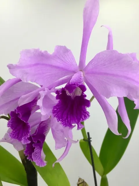 Laelia lobata