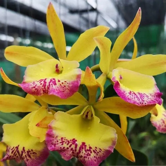 Cattleya River Kwai Charming (Cattleya)