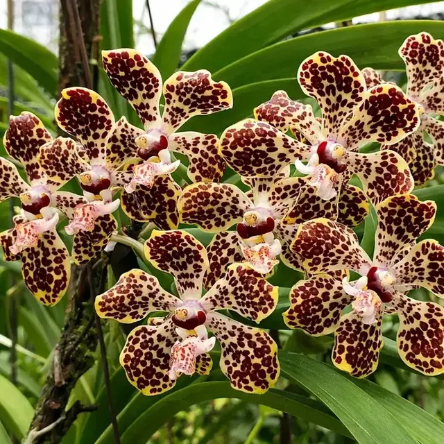 Vanda Lombokensis Blooming Size (Vanda)