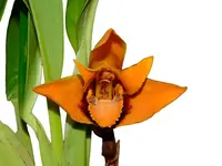 Maxillaria anacatalinaportillae