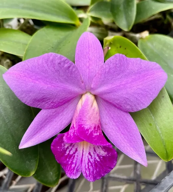 Cattleya Kokubun (Cattleya)