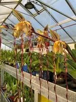 Paphiopedilum Michael Koopowitz (philippinense ‘Super Twister’ x sanderianum ‘Lady in Red’)
