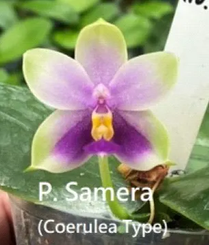 Phalaenopsis Samera