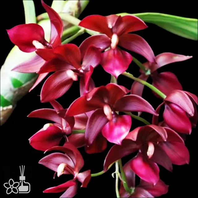 Cycnoches Wine Delight