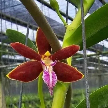 Trichoglottis philippinensis (Trichoglottis)