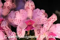 C. amethystoglossa x sib ('C.H. Giant' x 'C.H.#1') (C1838) (Cattleya - - amethystoglossa )