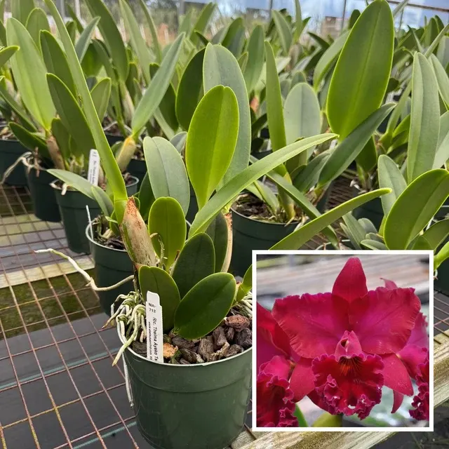 Rhyncholaeliocattleya Thelma Ayako Tsukamoto 'Volcano Queen' (Rhyncholaeliocattleya)