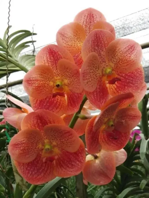 Vanda Orange #10 (Vanda)