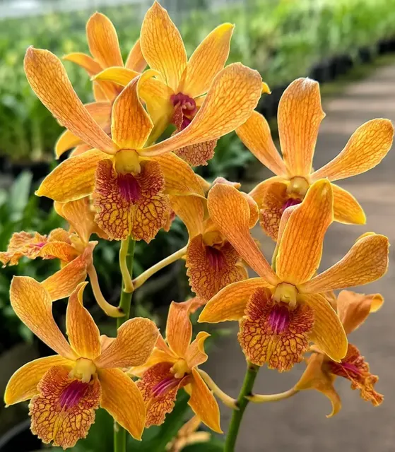 Dendrobium Brown Big Lip (Dendrobium)
