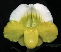 Paphiopedilum Tommie Hanes 'Althea' FCC