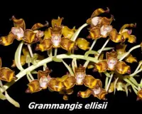 Gra. ellisii (KY01) (- Angraecinae subtribe ) Gra.=Grammangis SS