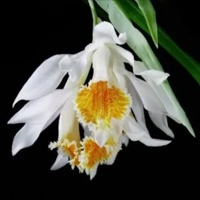 Thunia marshalliana sp (Thunia)
