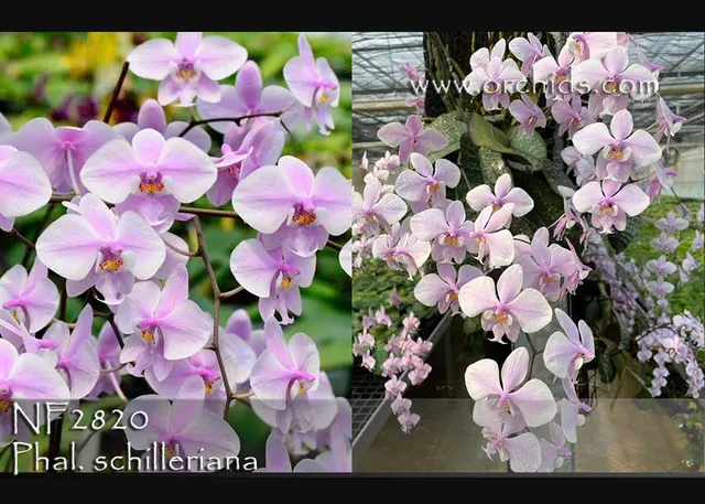 Phalaenopsis schilleriana 'Note : Limited Availability For This First Release' (Phalaenopsis)