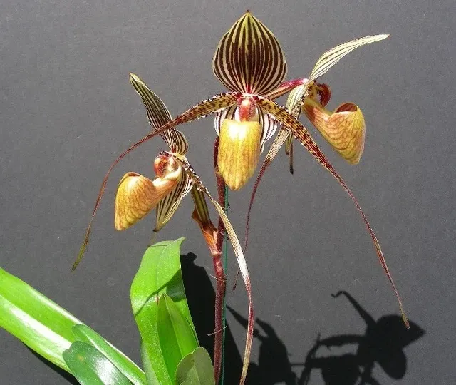 Paphiopedilum St. Swithin MULTIFLORAL