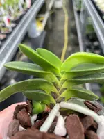 Neofinetia falcata ‘Sengaku’