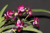 Neofinetia falcata x Rhynchostylis gigantea