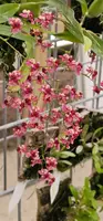 Oncidium sotoanum
