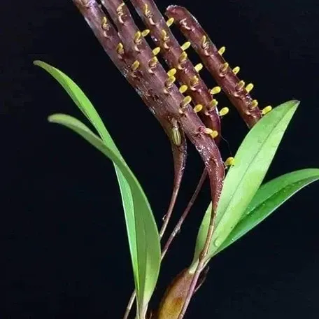 Bulbophyllum falcatum × sib (Bulbophyllum)