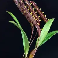 Bulbophyllum falcatum × sib 2.5"