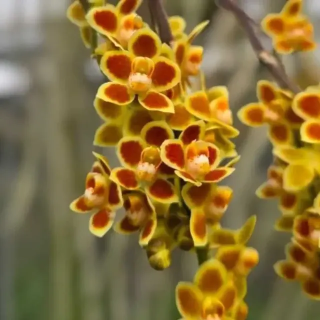 Chiloschista lunifera × parisii 'Suanphueng' (Chiloschista)