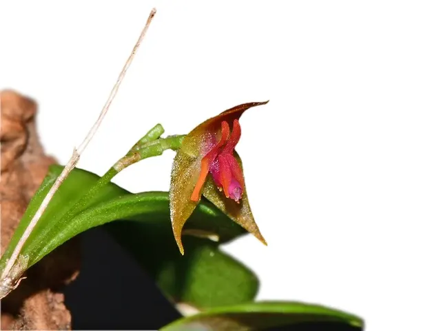 Lepanthes regularis x (Lepanthes)