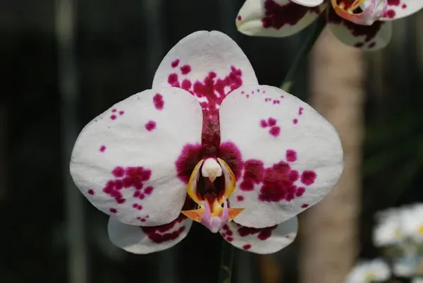 Phalaenopsis EVERSPRING FAIRY
