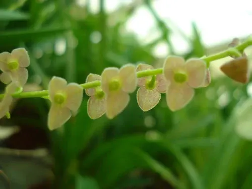 Pleurothallis humilo