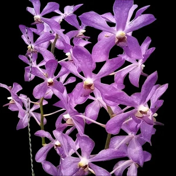 Mokara Jairak Blue (Mokara)