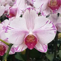 [Bare-root][Import AS-IS] #PA# Phal. Fong Tien's Amapearl 'Cone Pearl CL913G' [3.0" BS][Sept Preorder 26]