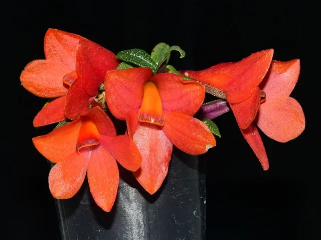 Dendrobium Swiss Mountain Palace Red 'Camila' (Dendrobium)